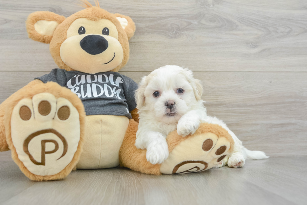 Teddy Bear Pup Being Cute