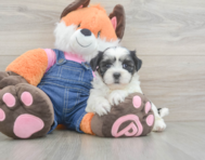7 week old Teddy Bear Puppy For Sale - Simply Southern Pups