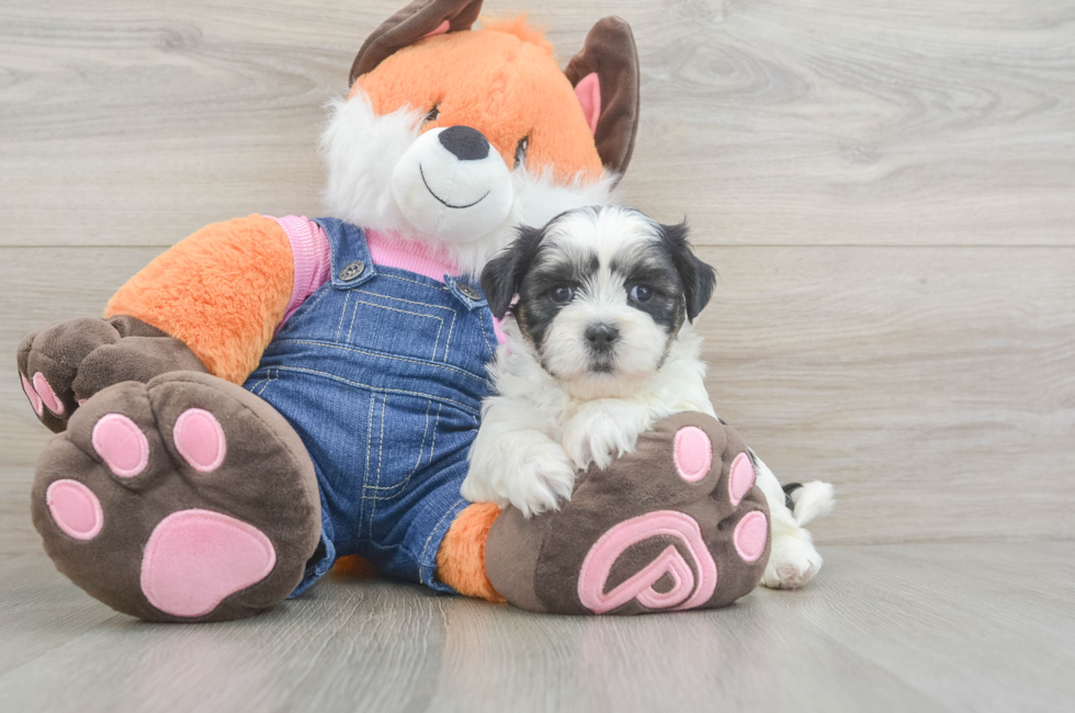 5 week old Teddy Bear Puppy For Sale - Simply Southern Pups
