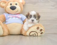 7 week old Teddy Bear Puppy For Sale - Simply Southern Pups