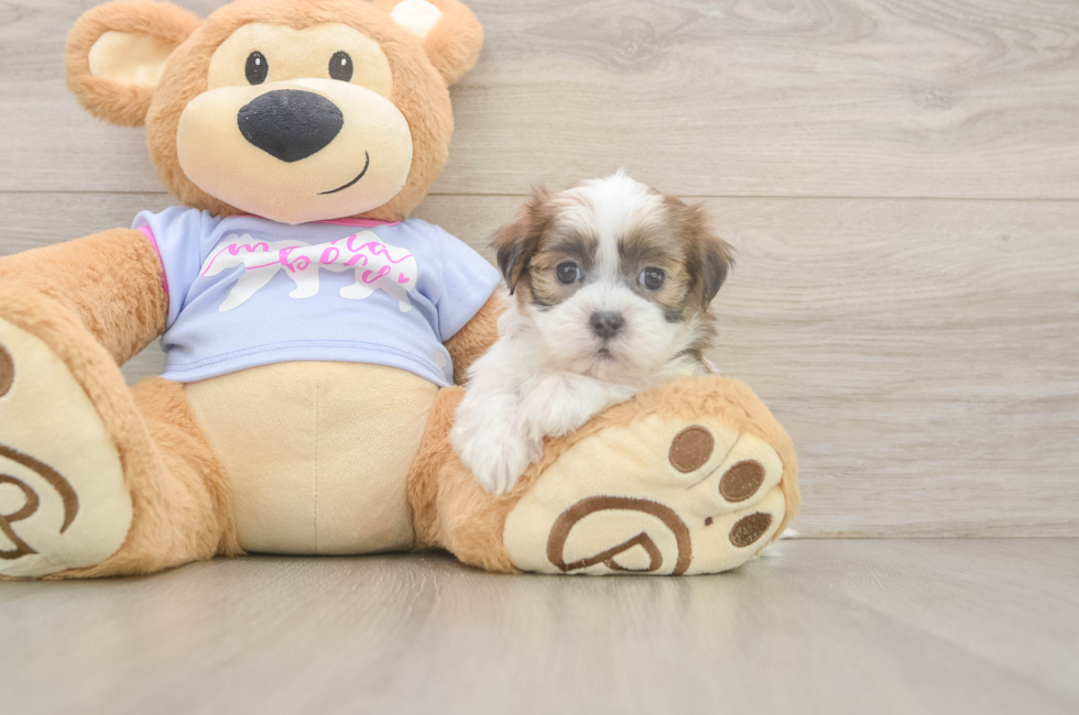 6 week old Teddy Bear Puppy For Sale - Simply Southern Pups