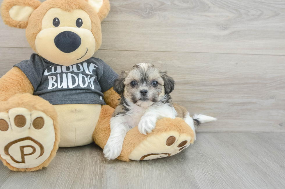 5 week old Teddy Bear Puppy For Sale - Simply Southern Pups