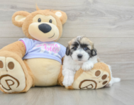 8 week old Teddy Bear Puppy For Sale - Simply Southern Pups