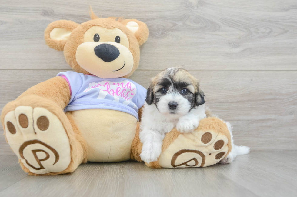 6 week old Teddy Bear Puppy For Sale - Simply Southern Pups