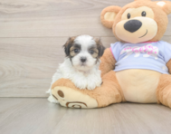 8 week old Teddy Bear Puppy For Sale - Simply Southern Pups