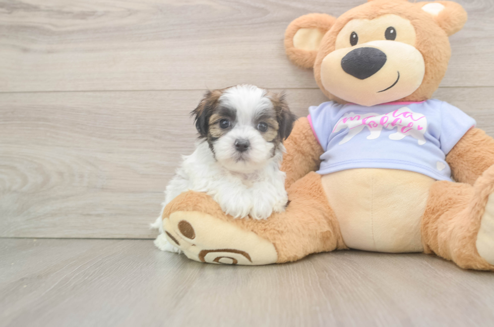6 week old Teddy Bear Puppy For Sale - Simply Southern Pups