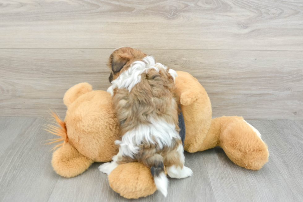 Teddy Bear Pup Being Cute