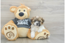 Fluffy Teddy Bear Designer Pup