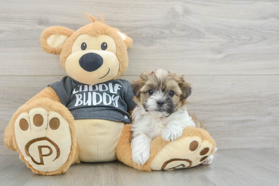 Fluffy Teddy Bear Designer Pup