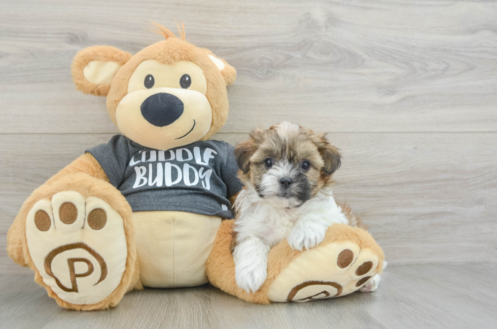 5 week old Teddy Bear Puppy For Sale - Simply Southern Pups