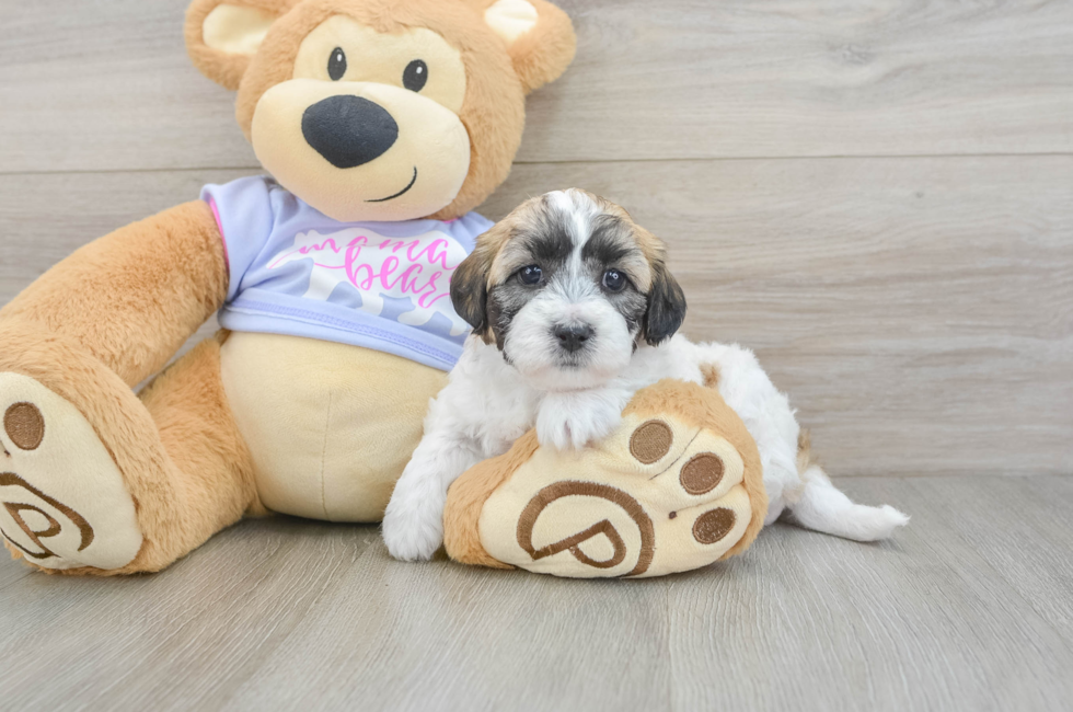 6 week old Teddy Bear Puppy For Sale - Simply Southern Pups