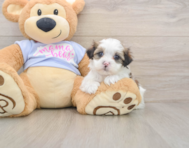 6 week old Teddy Bear Puppy For Sale - Simply Southern Pups