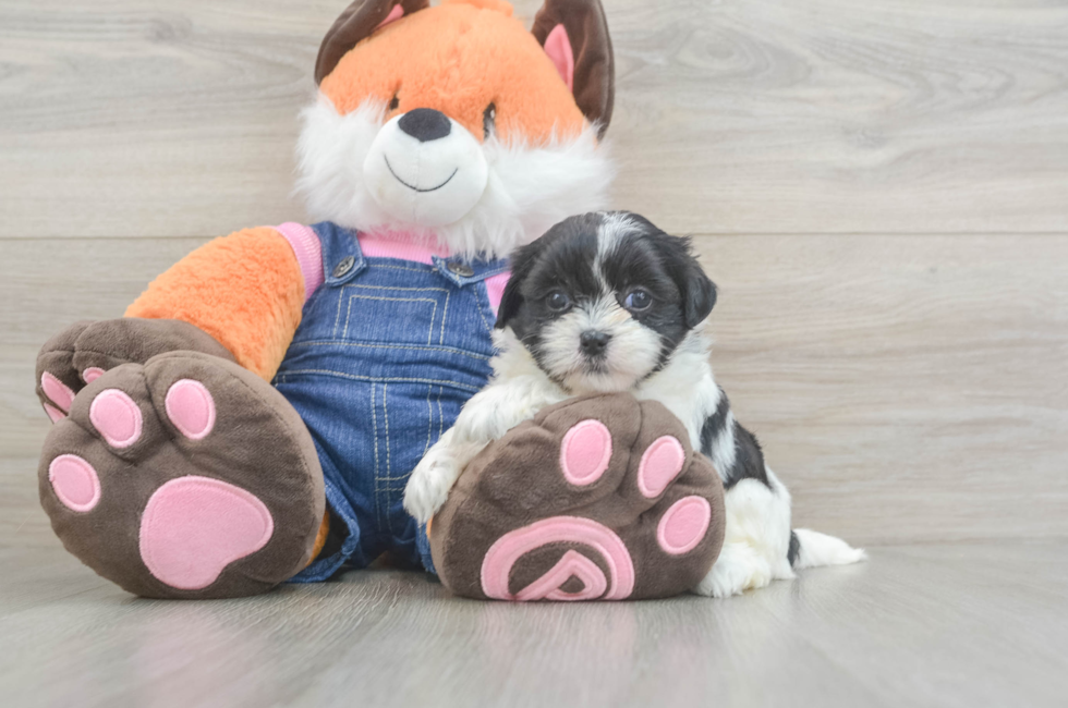 5 week old Teddy Bear Puppy For Sale - Simply Southern Pups
