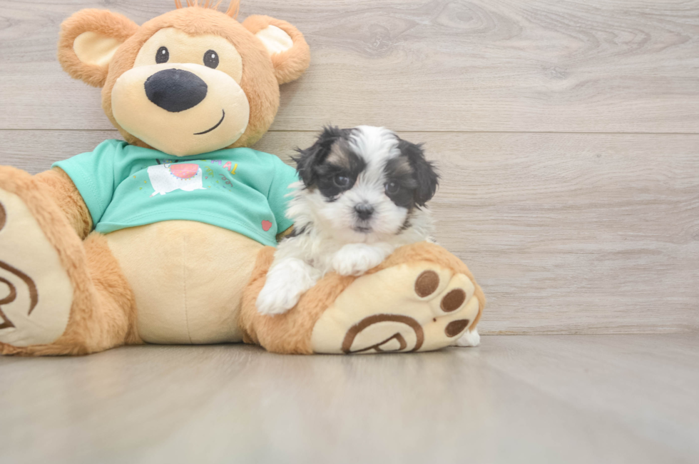 6 week old Teddy Bear Puppy For Sale - Simply Southern Pups