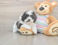 6 week old Teddy Bear Puppy For Sale - Simply Southern Pups