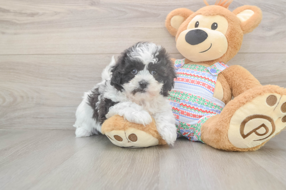 6 week old Teddy Bear Puppy For Sale - Simply Southern Pups