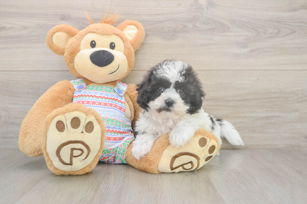 Small Teddy Bear Baby