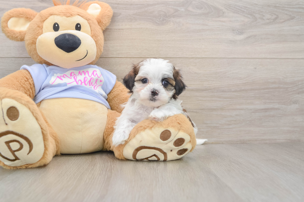 Teddy Bear Puppy for Adoption