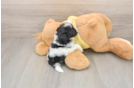 Friendly Teddy Bear Baby