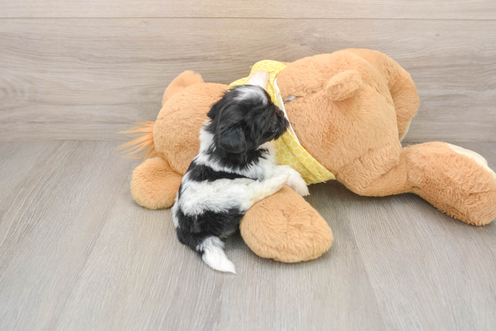Friendly Teddy Bear Baby