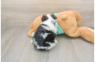 Petite Teddy Bear Designer Pup