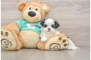 Smart Teddy Bear Designer Pup