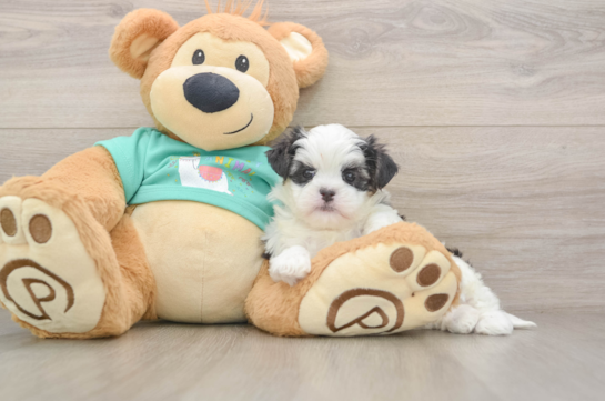 Smart Teddy Bear Designer Pup