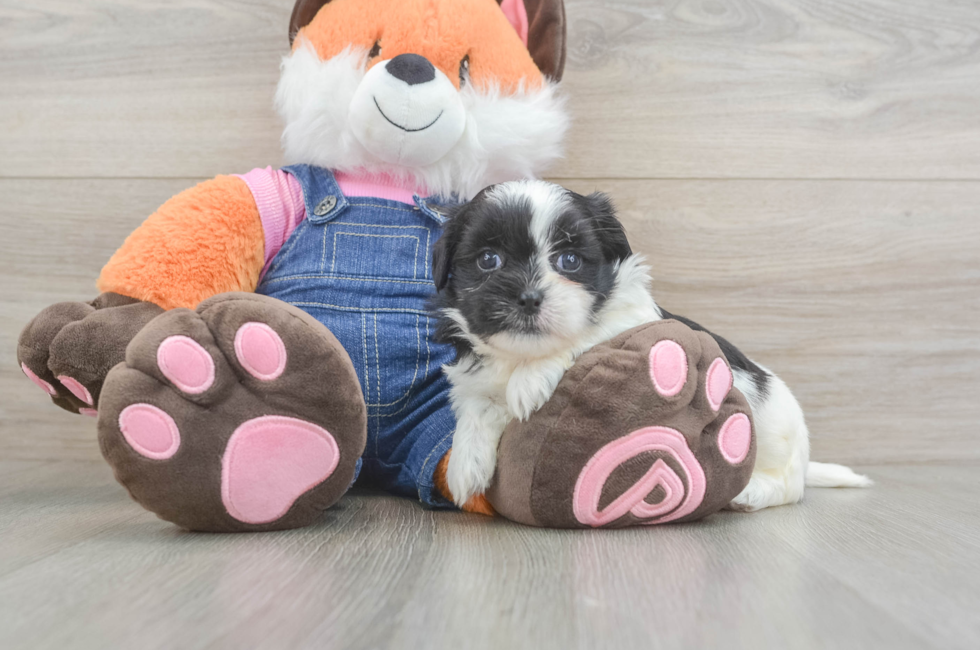 5 week old Teddy Bear Puppy For Sale - Simply Southern Pups
