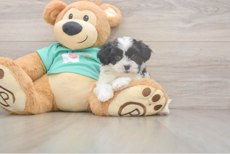 Petite Teddy Bear Designer Pup