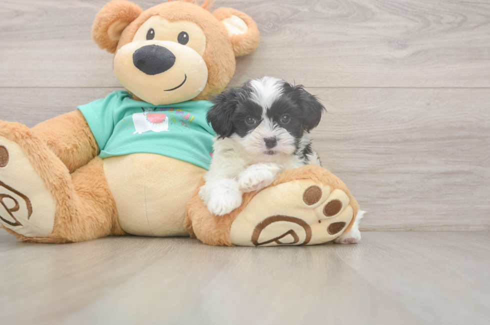 6 week old Teddy Bear Puppy For Sale - Simply Southern Pups