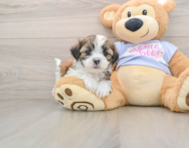 5 week old Teddy Bear Puppy For Sale - Simply Southern Pups