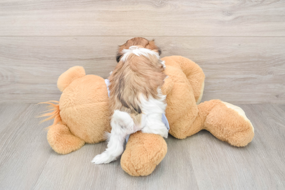 Teddy Bear Puppy for Adoption