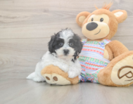 6 week old Teddy Bear Puppy For Sale - Simply Southern Pups