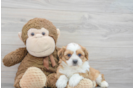 Teddy Bear Puppy for Adoption