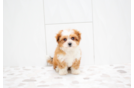 Cute Shichon Designer Puppy