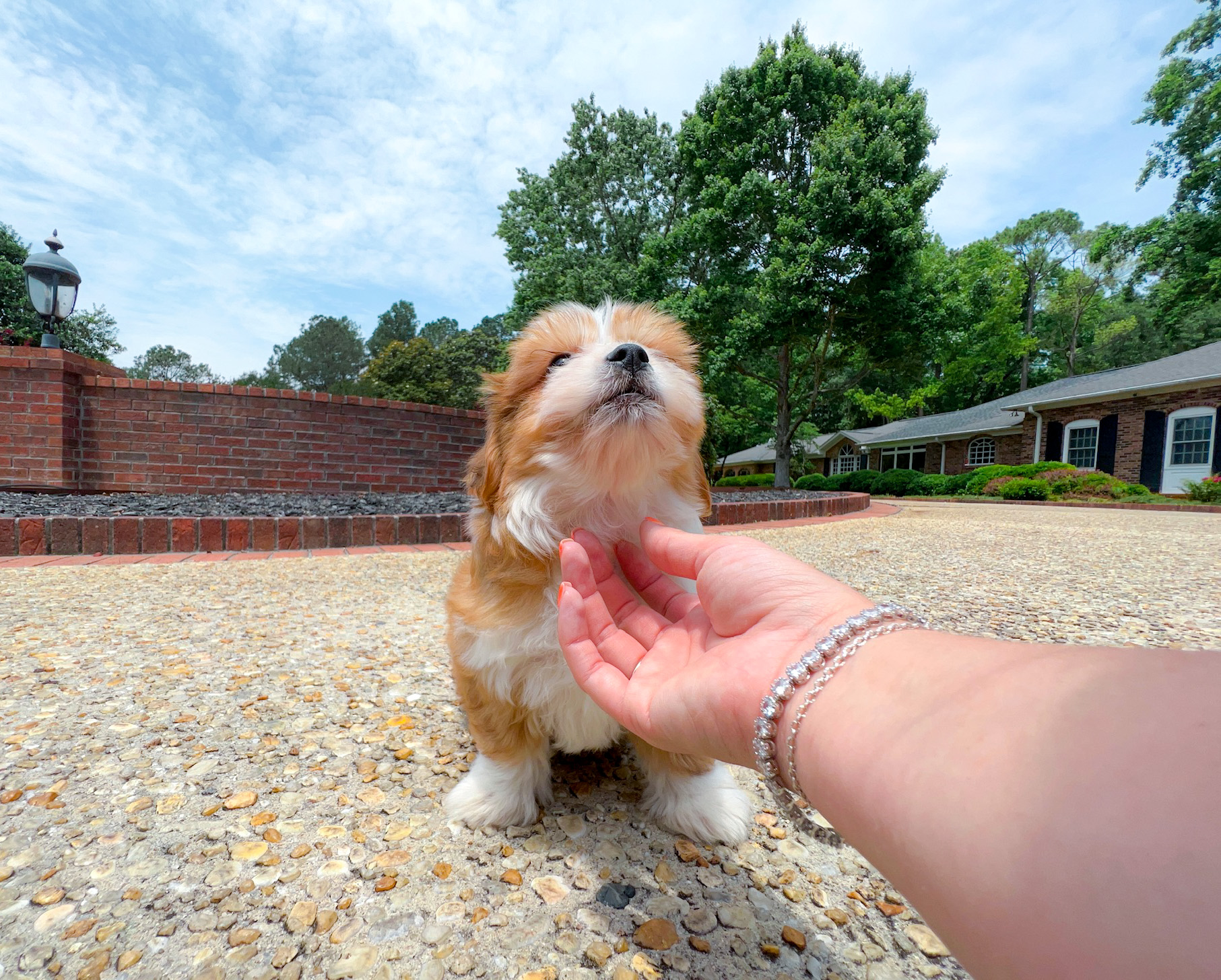 Imperial teddy bear outlet puppies