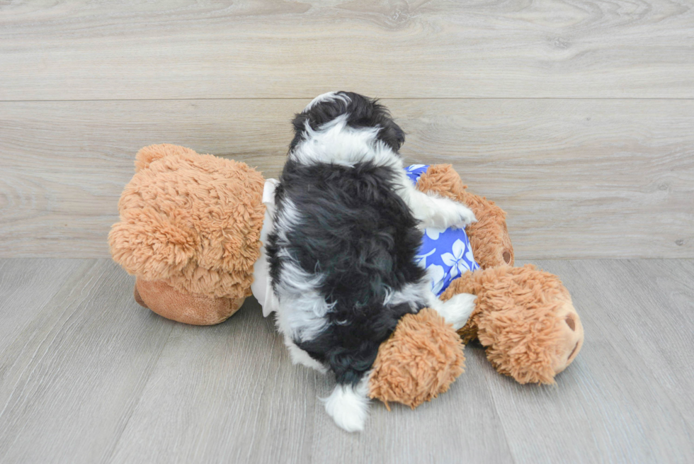 Teddy Bear Puppy for Adoption