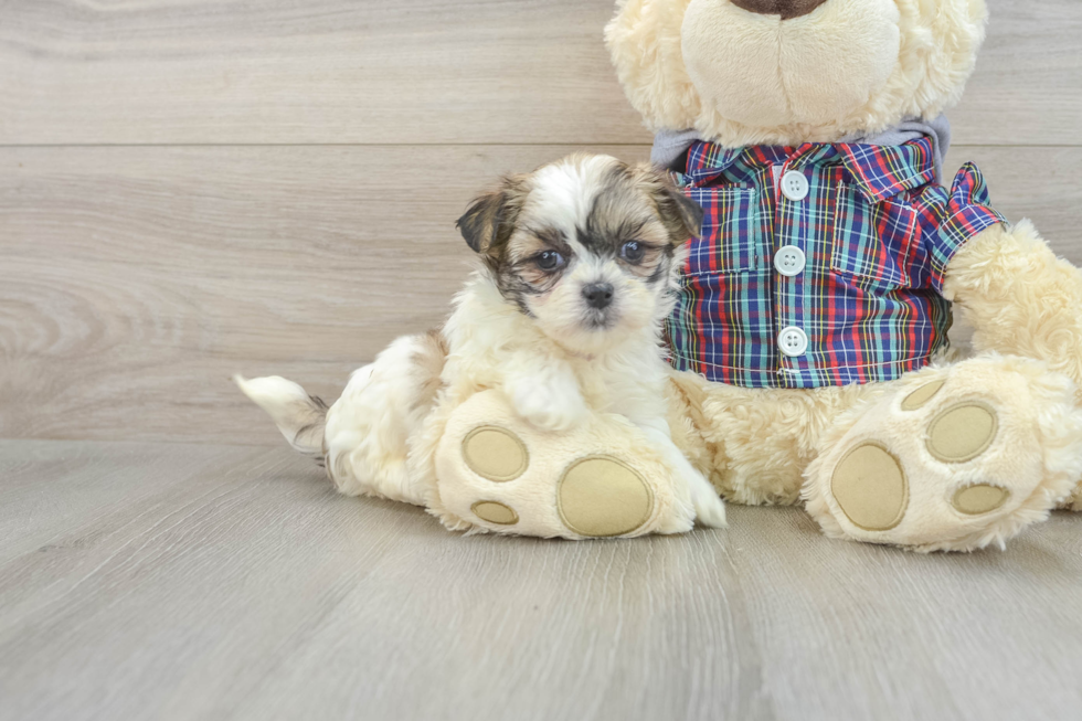 Teddy Bear Pup Being Cute