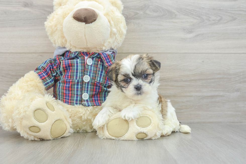 Teddy Bear Pup Being Cute