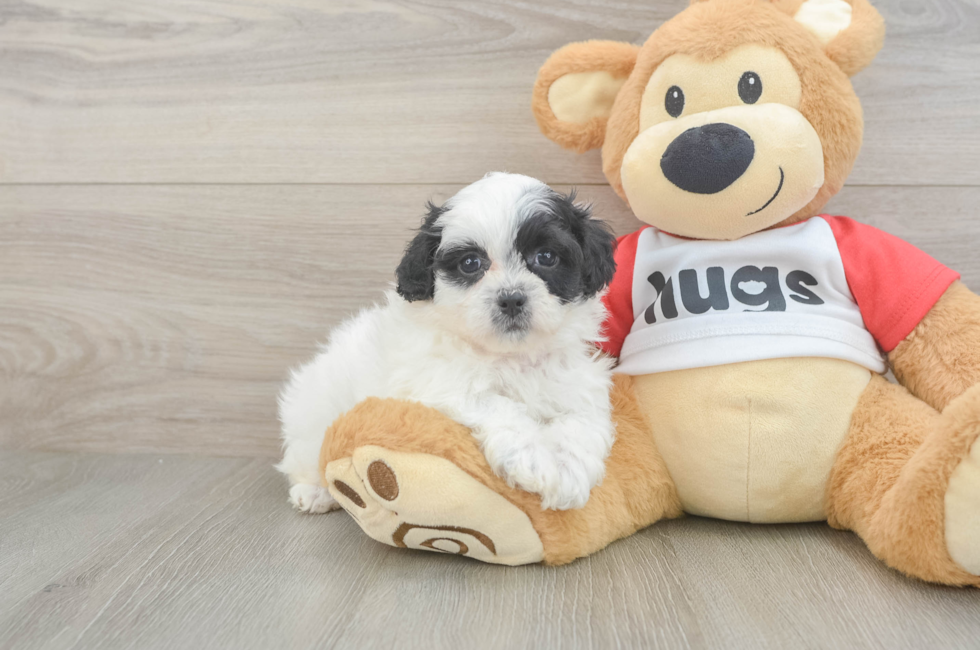 5 week old Teddy Bear Puppy For Sale - Simply Southern Pups