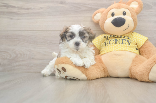 Happy Teddy Bear Baby