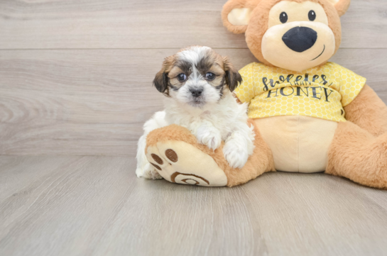 Energetic Shit Designer Puppy