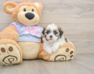 5 week old Teddy Bear Puppy For Sale - Simply Southern Pups