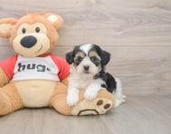 8 week old Teddy Bear Puppy For Sale - Simply Southern Pups