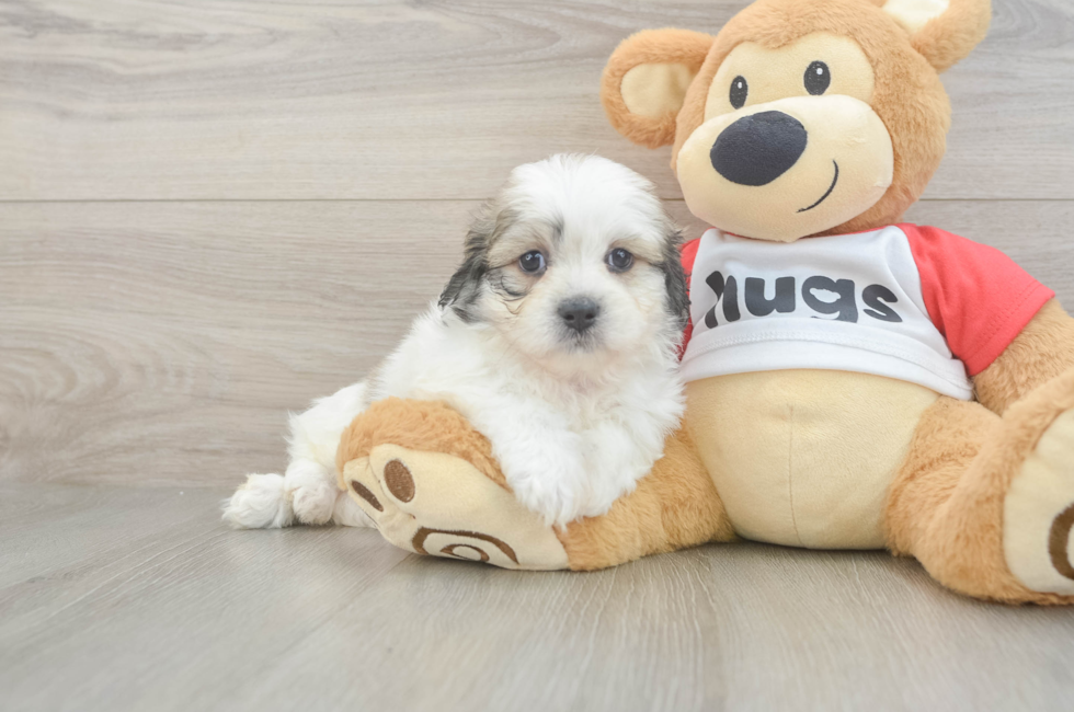 5 week old Teddy Bear Puppy For Sale - Simply Southern Pups