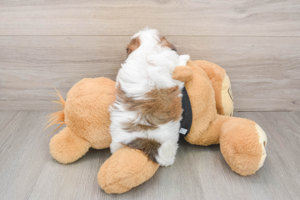 Best Teddy Bear Baby