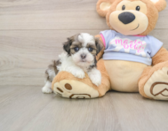 5 week old Teddy Bear Puppy For Sale - Simply Southern Pups