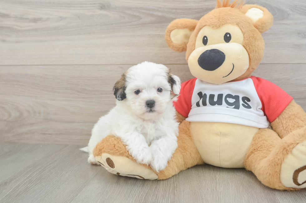 5 week old Teddy Bear Puppy For Sale - Simply Southern Pups