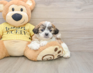 6 week old Teddy Bear Puppy For Sale - Simply Southern Pups