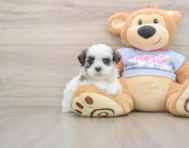 5 week old Teddy Bear Puppy For Sale - Simply Southern Pups